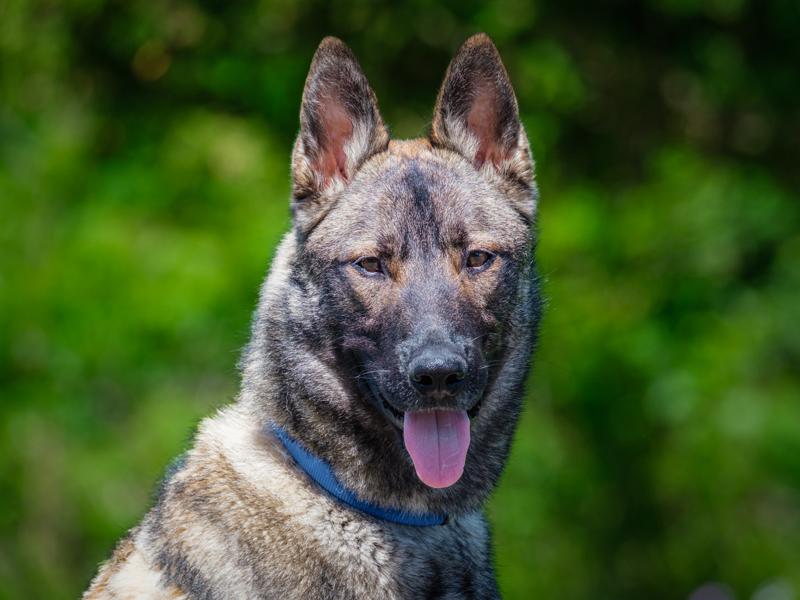 Steve, Adopted, Young Male German Shepherd Dog.