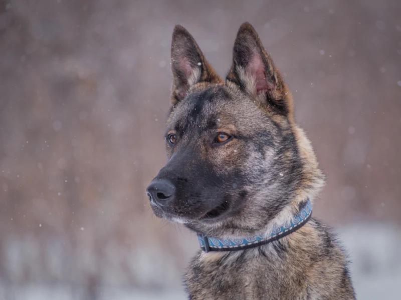 Enlarge Steve, a ADOPTABLE mixed breed in Pointe-Fortune, QC image 2/6