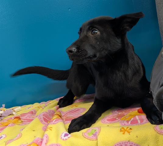 RUPAUL, Adoptable, Puppy Male German Shepherd Dog.