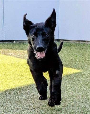 REX, Adoptable, Puppy Male German Shepherd Dog.