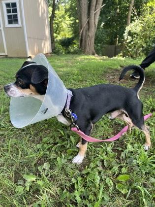 Pedro, Adoptable, Young Male Chihuahua & Mixed Breed.