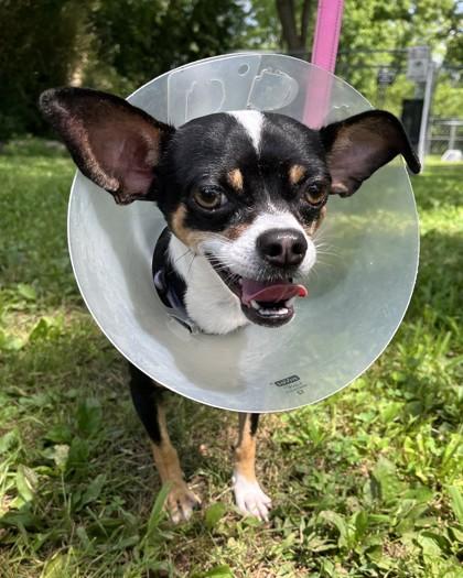 Enlarge Pedro, a Adoptable mixed breed in New Hope, PA image 2/3