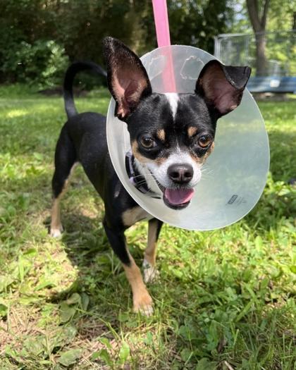 Enlarge Pedro, a Adoptable mixed breed in New Hope, PA image 3/3