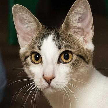 Enlarge Rocco, a Adoptable mixed breed in Buhl, ID image 2/3