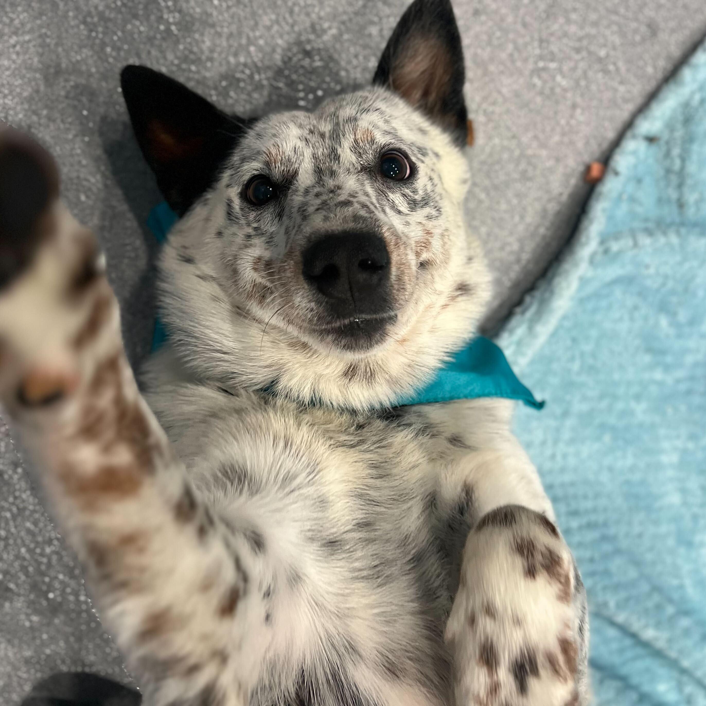 Milo, adoptable, Young Male Australian Cattle Dog / Blue Heeler.