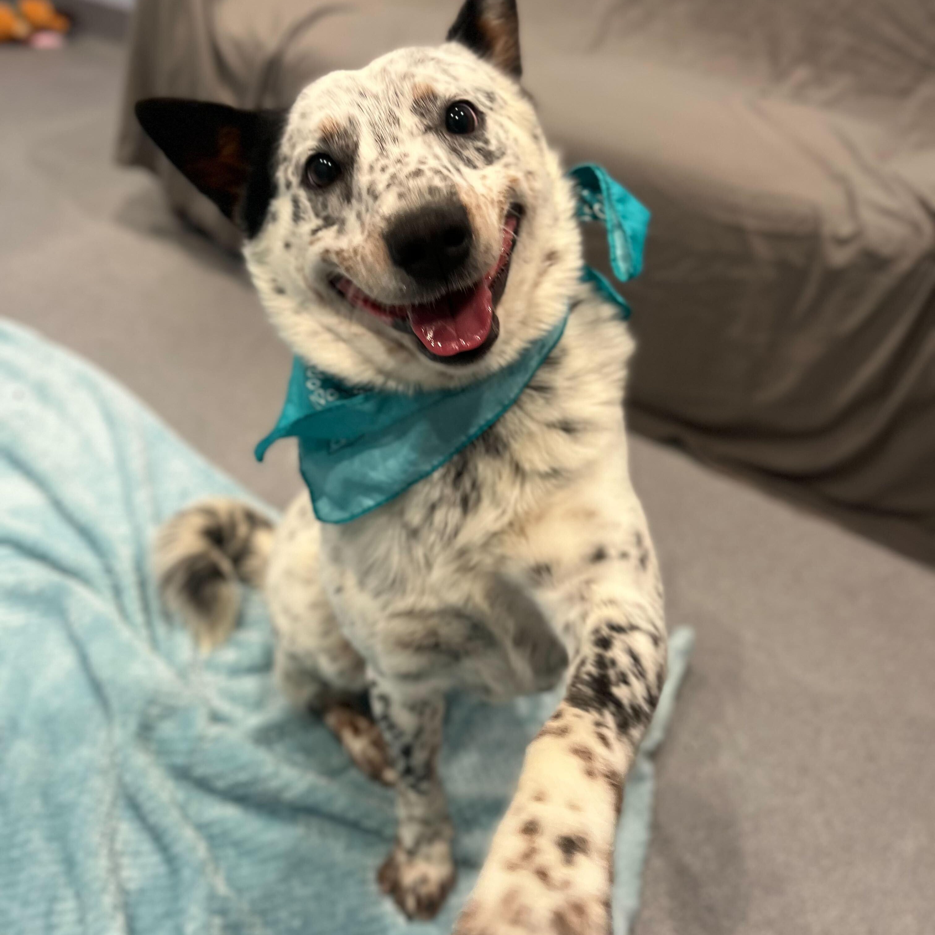 Enlarge Milo, an adopted Australian Cattle Dog / Blue Heeler in Canal Winchester, OH image 3/5