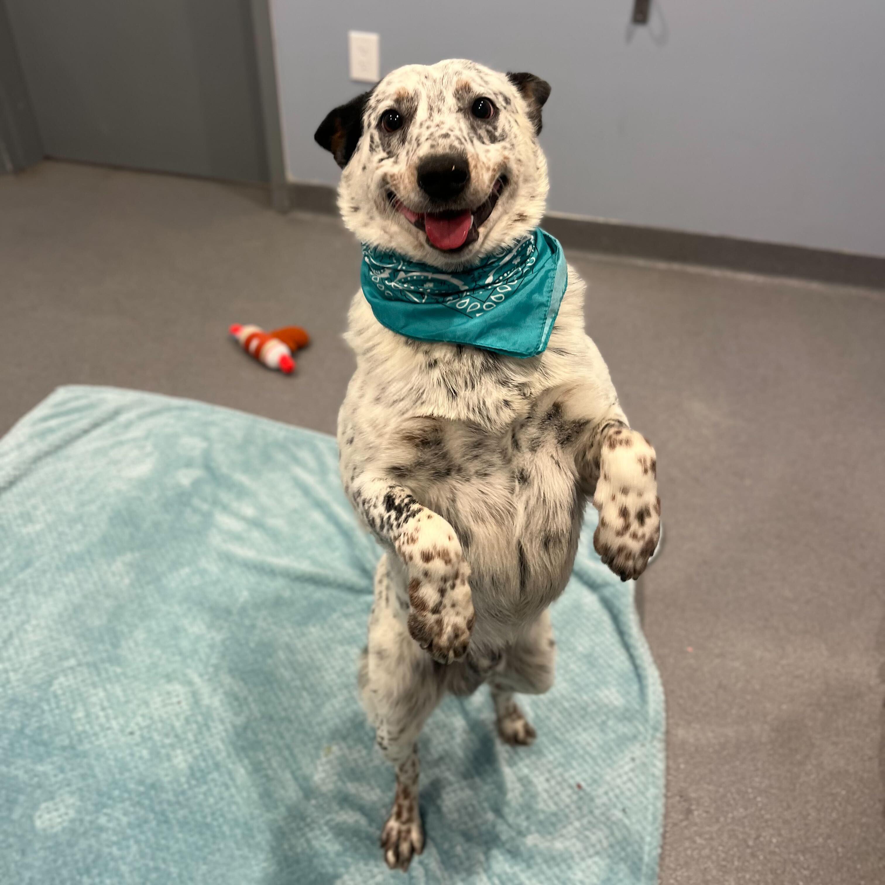 Enlarge Milo, an adopted Australian Cattle Dog / Blue Heeler in Canal Winchester, OH image 4/5