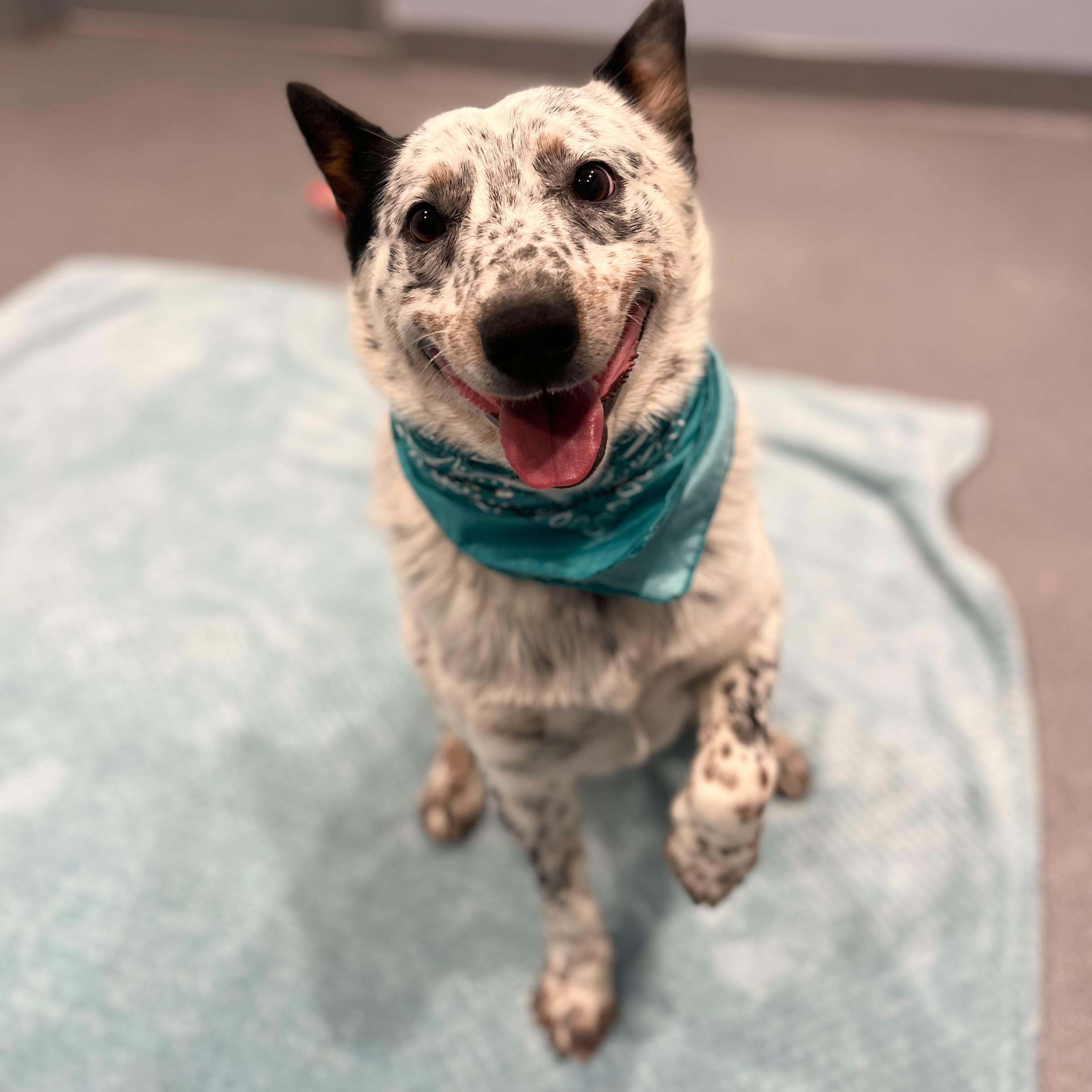 Enlarge Milo, an adopted Australian Cattle Dog / Blue Heeler in Canal Winchester, OH image 5/5