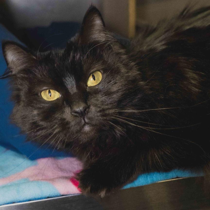 Lily, Adopted, Adult Female Domestic Long Hair.