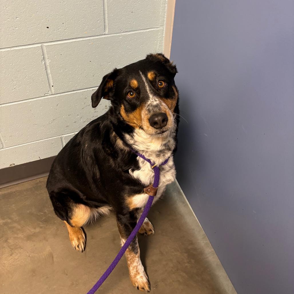 Enlarge Genivee, a Adoptable Mixed Breed in DeKalb, IL image 2/4