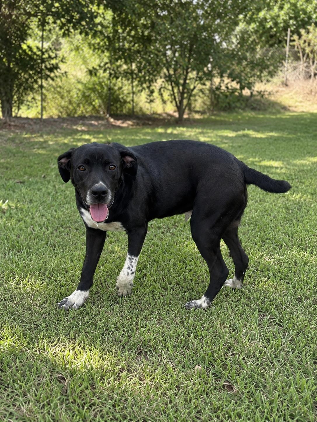 Enlarge Sam, a Adoptable mixed breed in San Diego, CA image 2/6