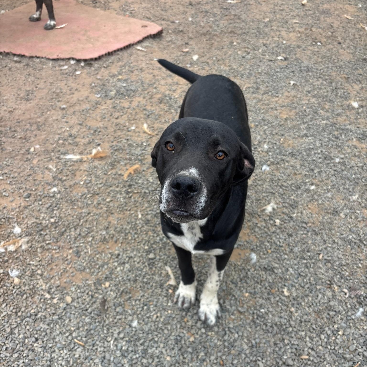 Enlarge Sam, a Adoptable mixed breed in San Diego, CA image 5/6