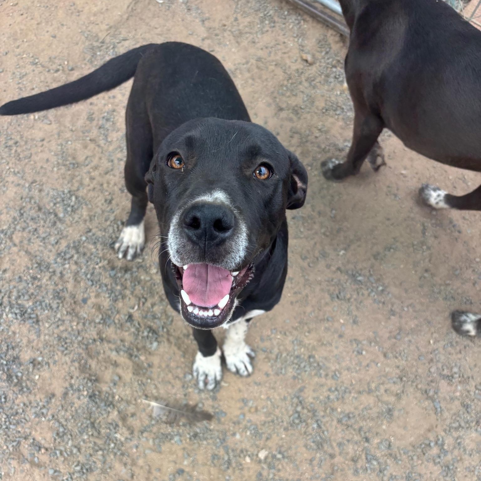 Enlarge Sam, a Adoptable mixed breed in San Diego, CA image 3/6