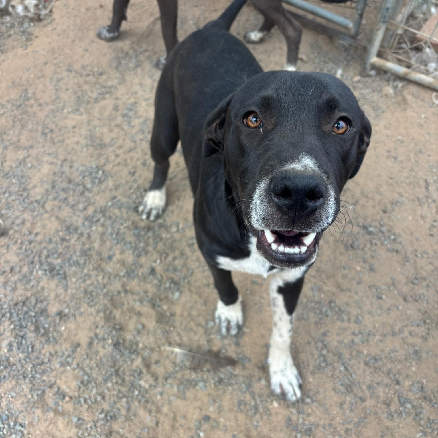 Enlarge Sam, a Adoptable mixed breed in San Diego, CA image 4/6