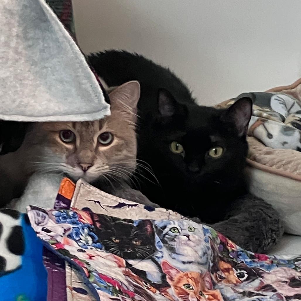 Raven, Adoptable, Adult Female Domestic Short Hair.