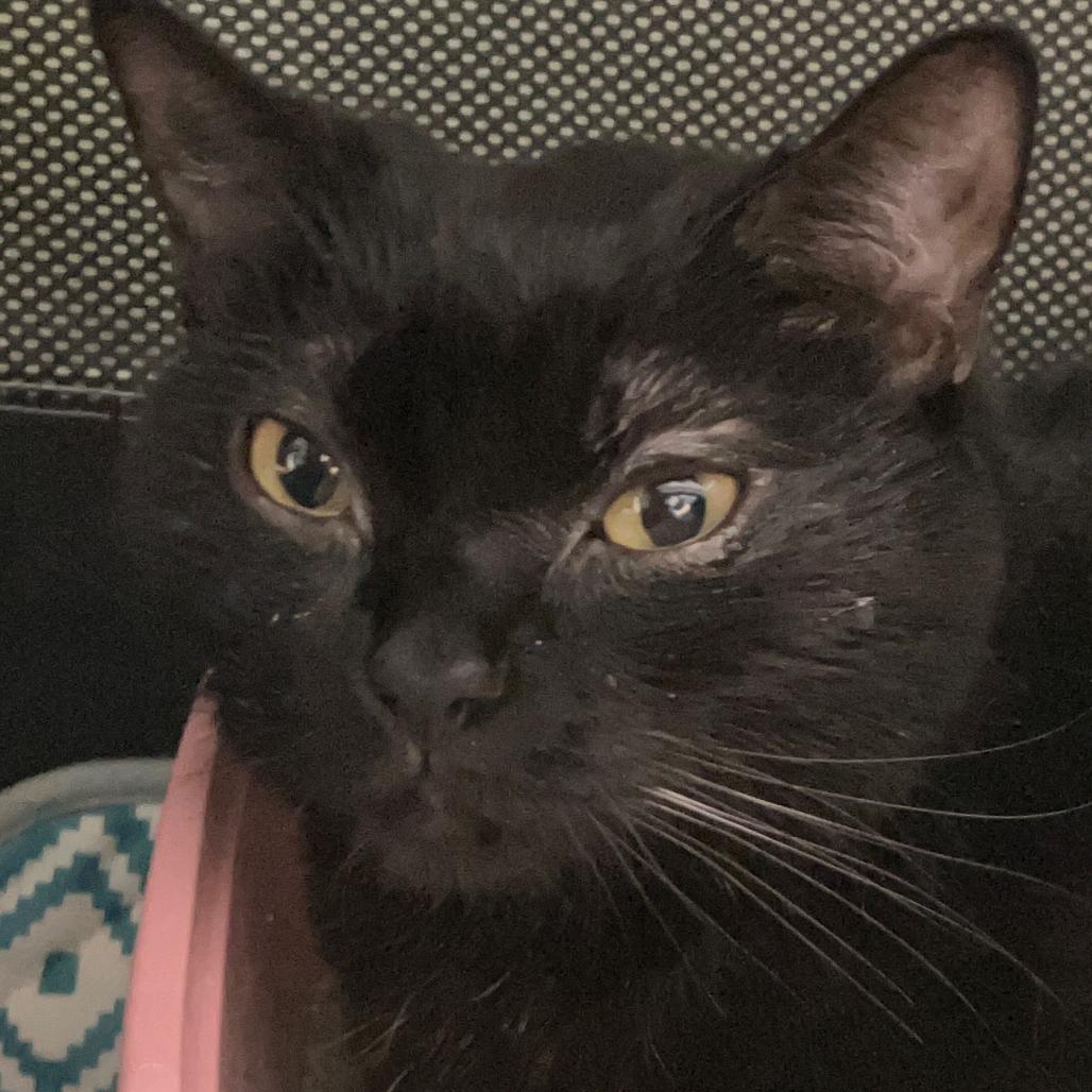 Enlarge Raven, a Adoptable Domestic Short Hair in Waxhaw, NC image 2/2