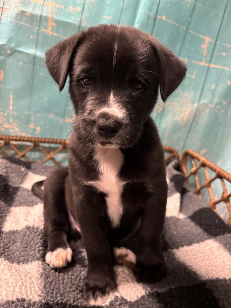 Enlarge York, a Adoptable mixed breed in Dorr, MI image 1/6