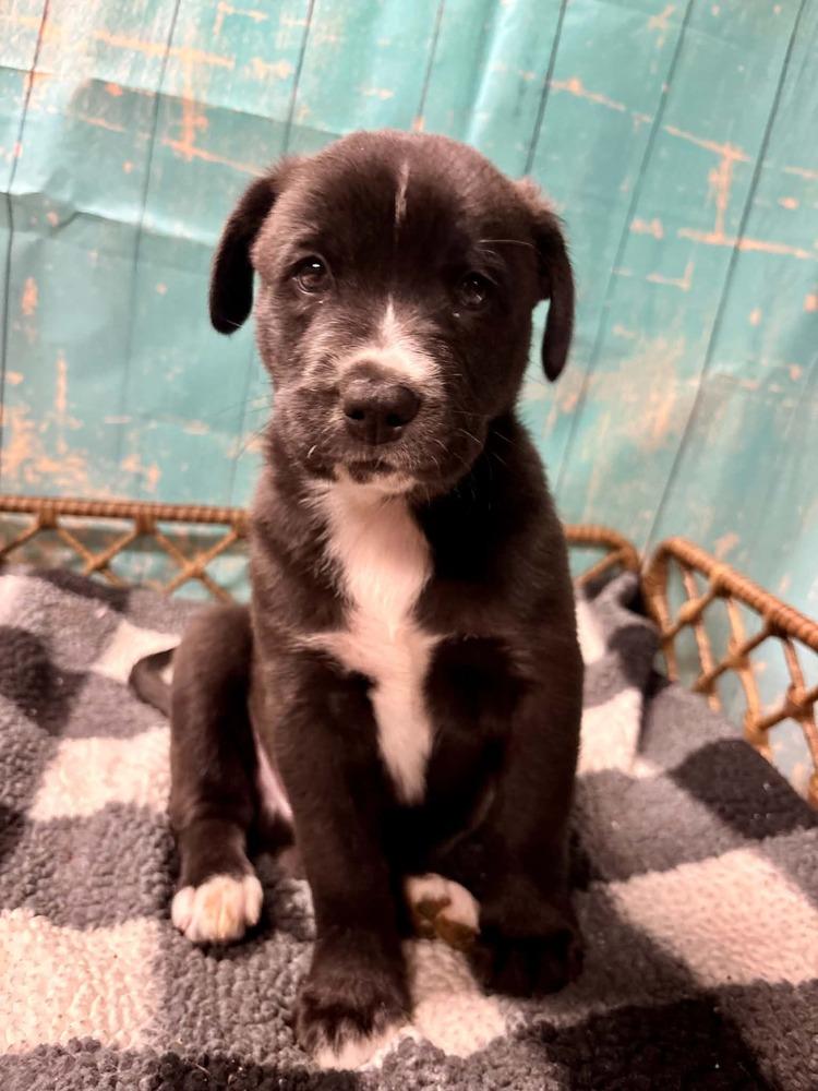 Enlarge York, a Adoptable mixed breed in Dorr, MI image 2/6