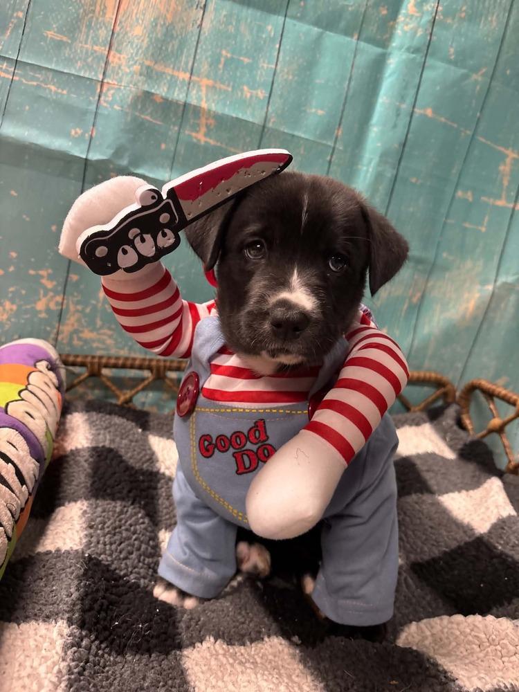 Enlarge York, a Adoptable mixed breed in Dorr, MI image 3/6