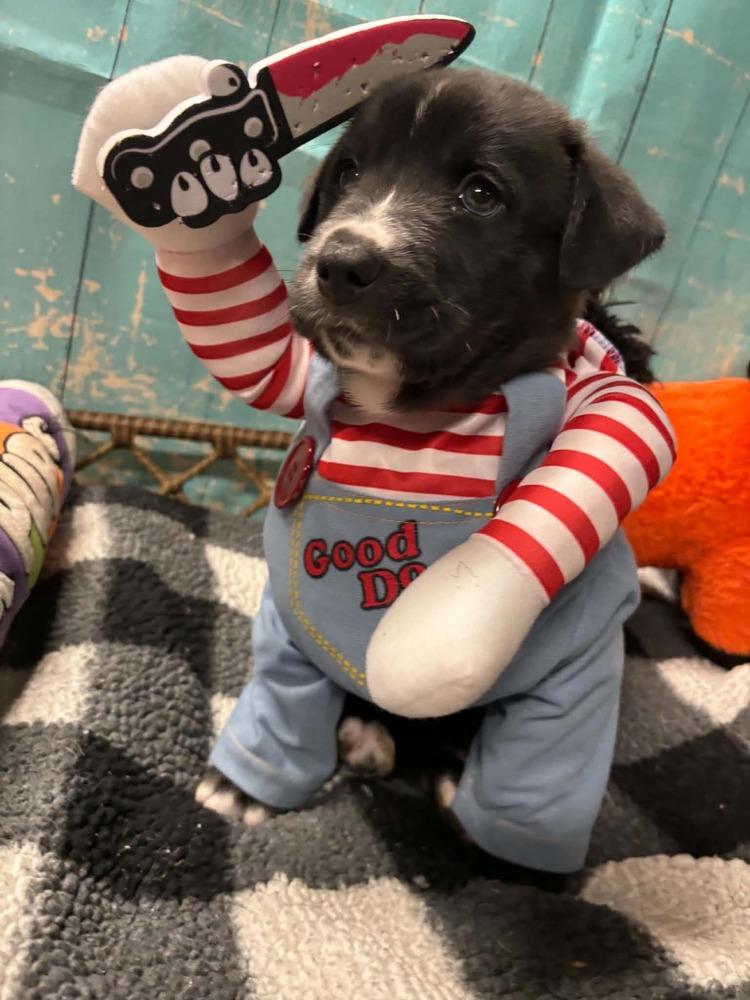 Enlarge York, a Adoptable mixed breed in Dorr, MI image 4/6