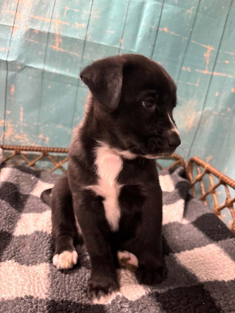 Enlarge York, a Adoptable mixed breed in Dorr, MI image 5/6