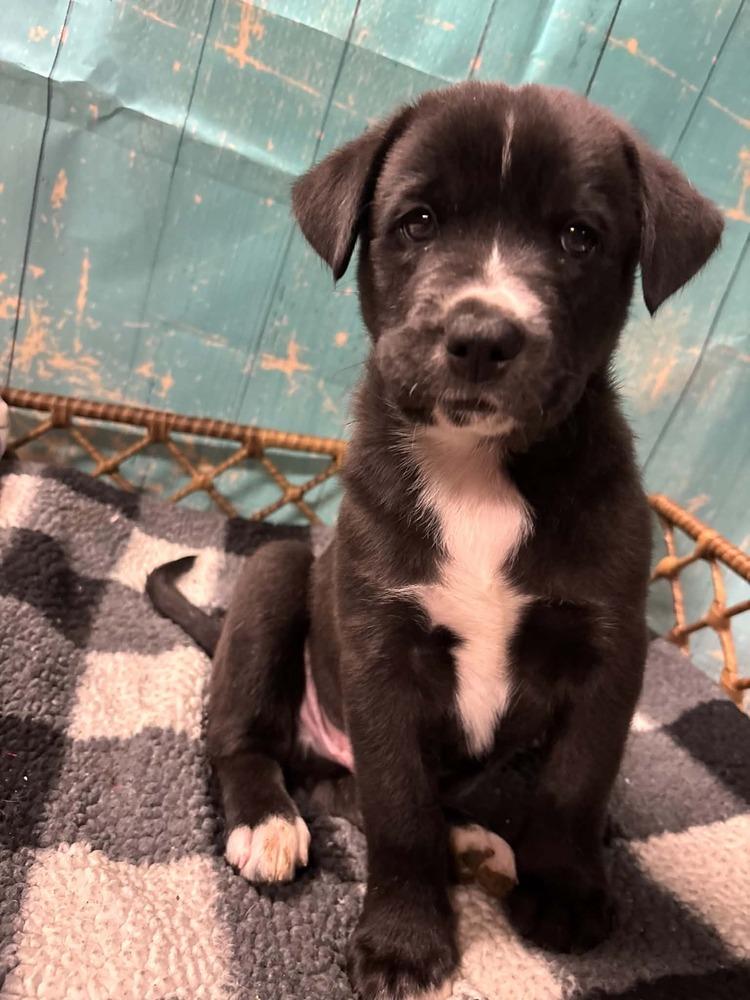 Enlarge York, a Adoptable mixed breed in Dorr, MI image 6/6