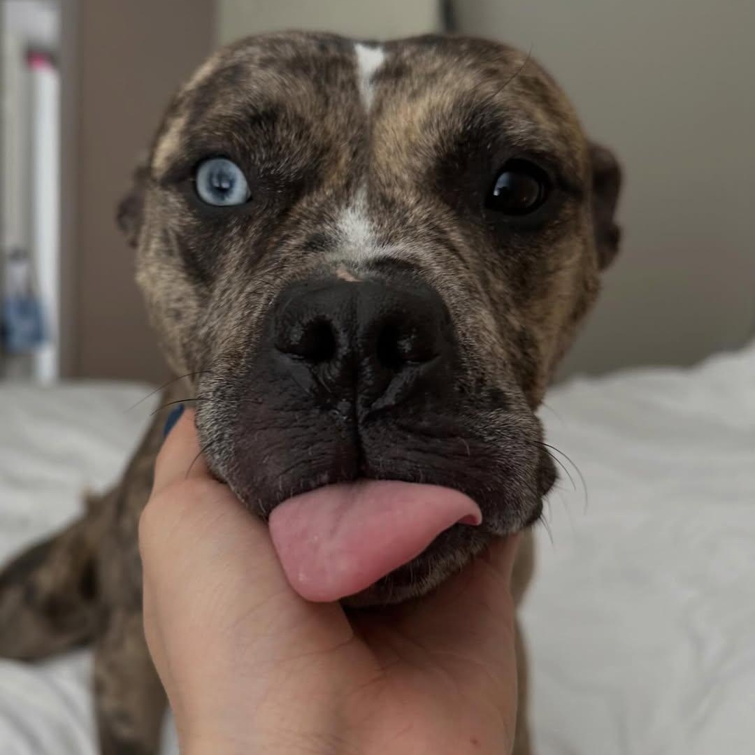 Enlarge Princess, an adopted mixed breed in Detroit, MI image 3/5