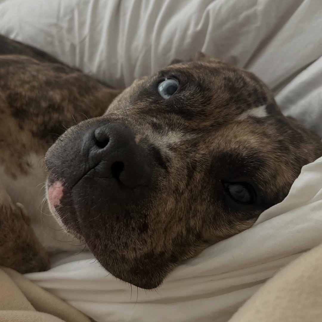 Enlarge Princess, an adopted mixed breed in Detroit, MI image 5/5