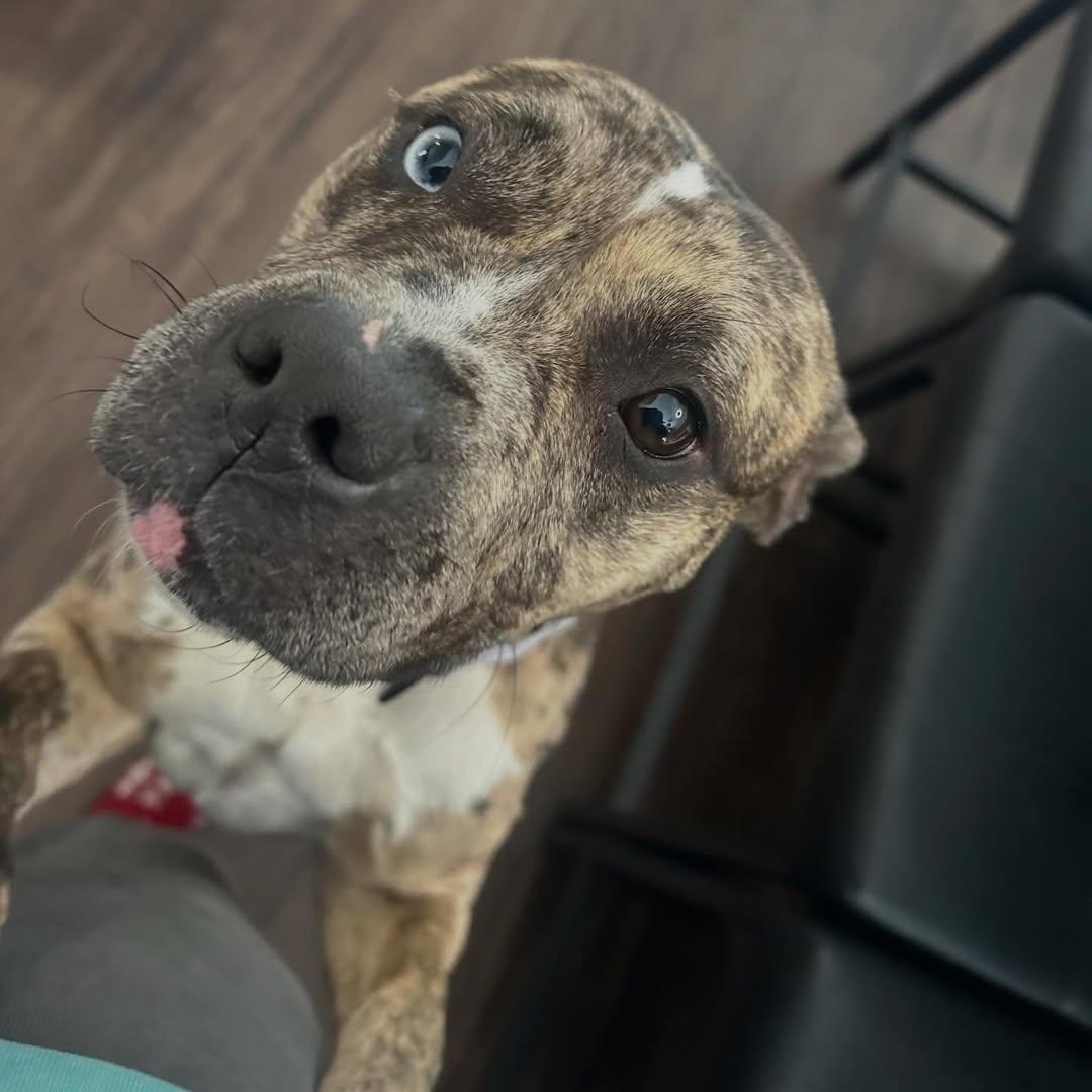 Enlarge Princess, an adopted mixed breed in Detroit, MI image 4/5