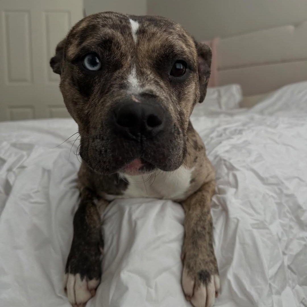 Princess, adopted, Young Female Pit Bull Terrier.