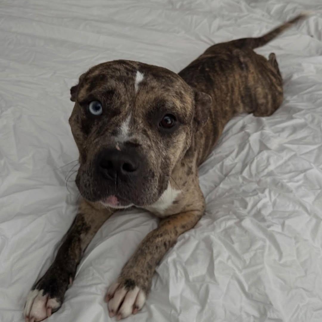 Enlarge Princess, an adopted mixed breed in Detroit, MI image 2/5