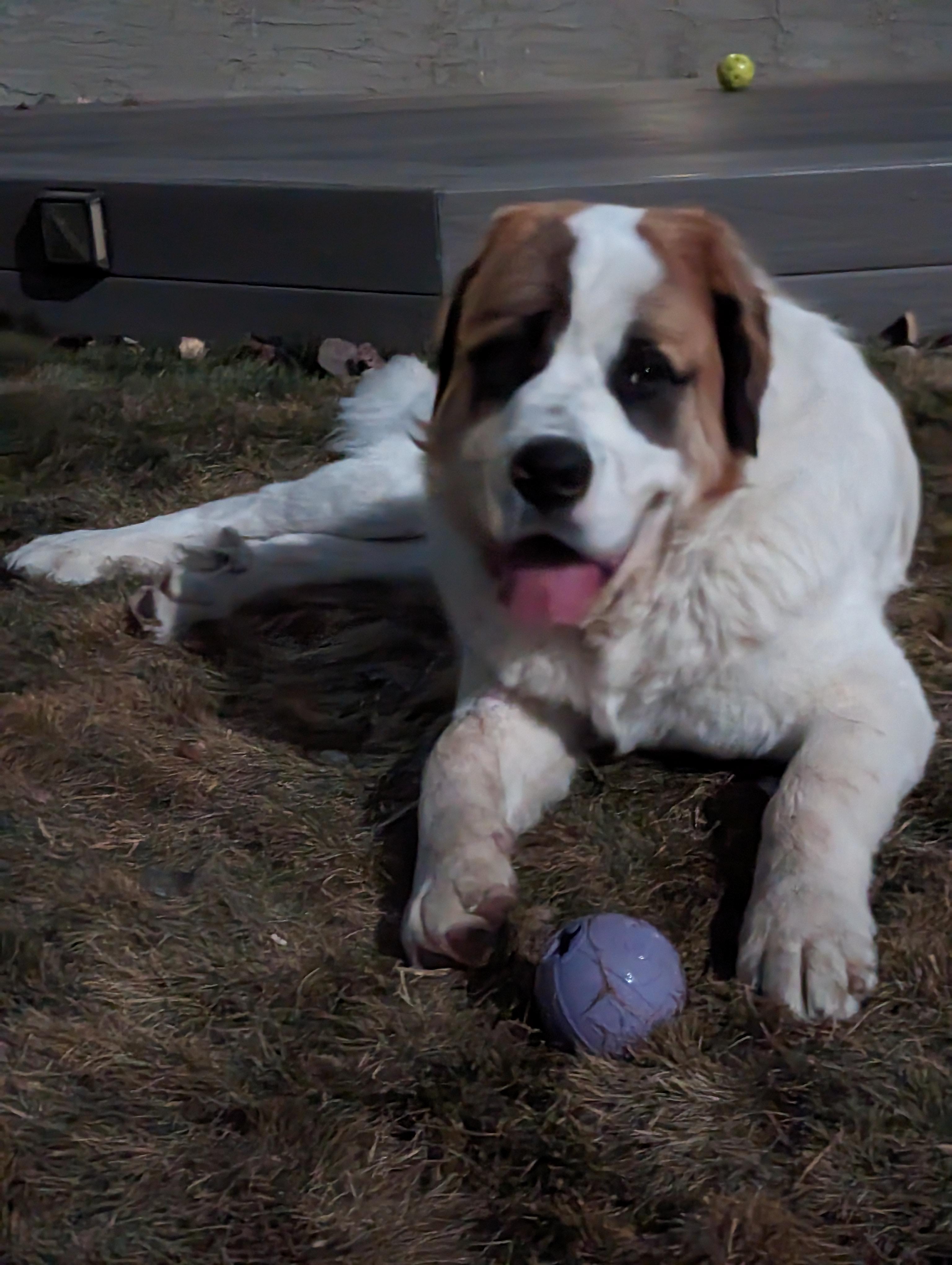 Aries, an adoptable Saint Bernard in Edmonton, AB, T5Y 3N6 | Photo Image 1