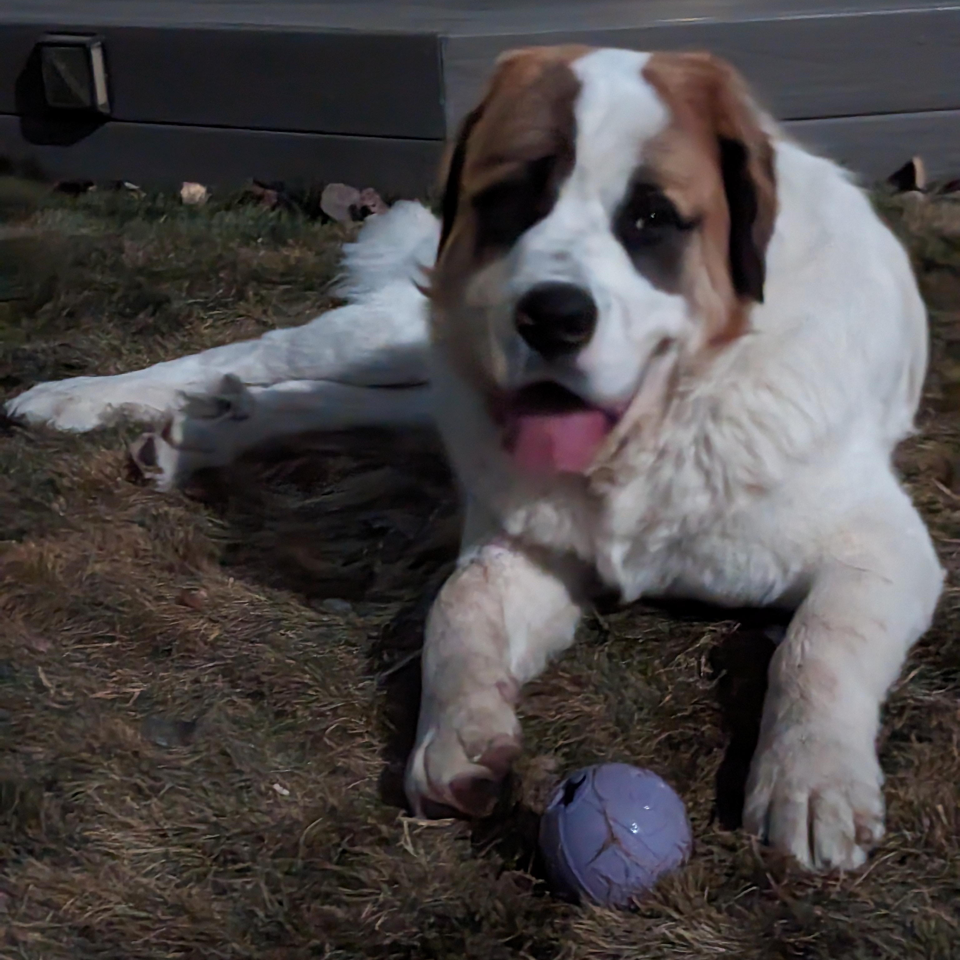 Aries, an adoptable Saint Bernard in Edmonton, AB, T5Y 3N6 | Photo Image 2