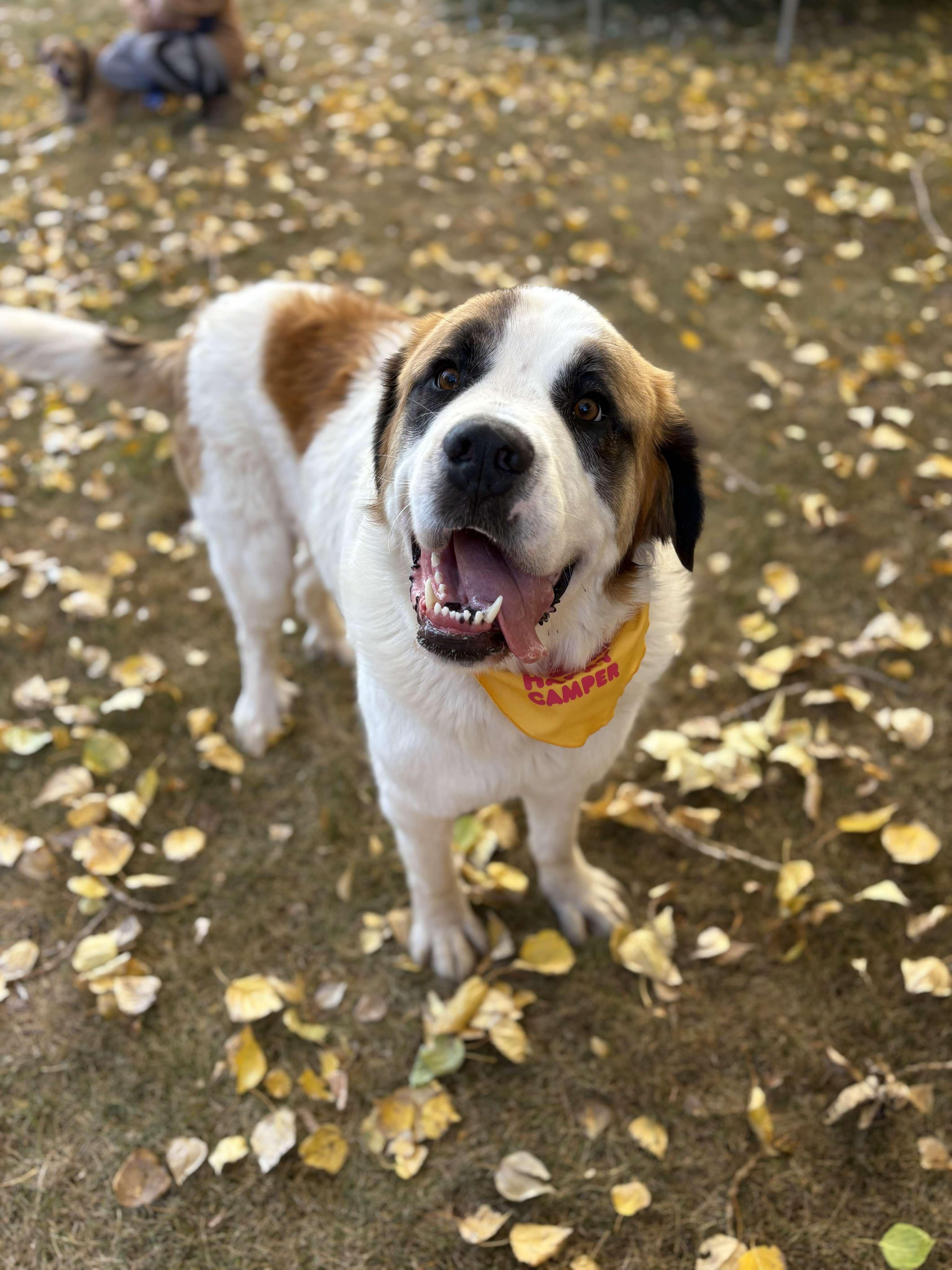 Aries, a Adoptable mixed breed in Edmonton, AB image 1/6