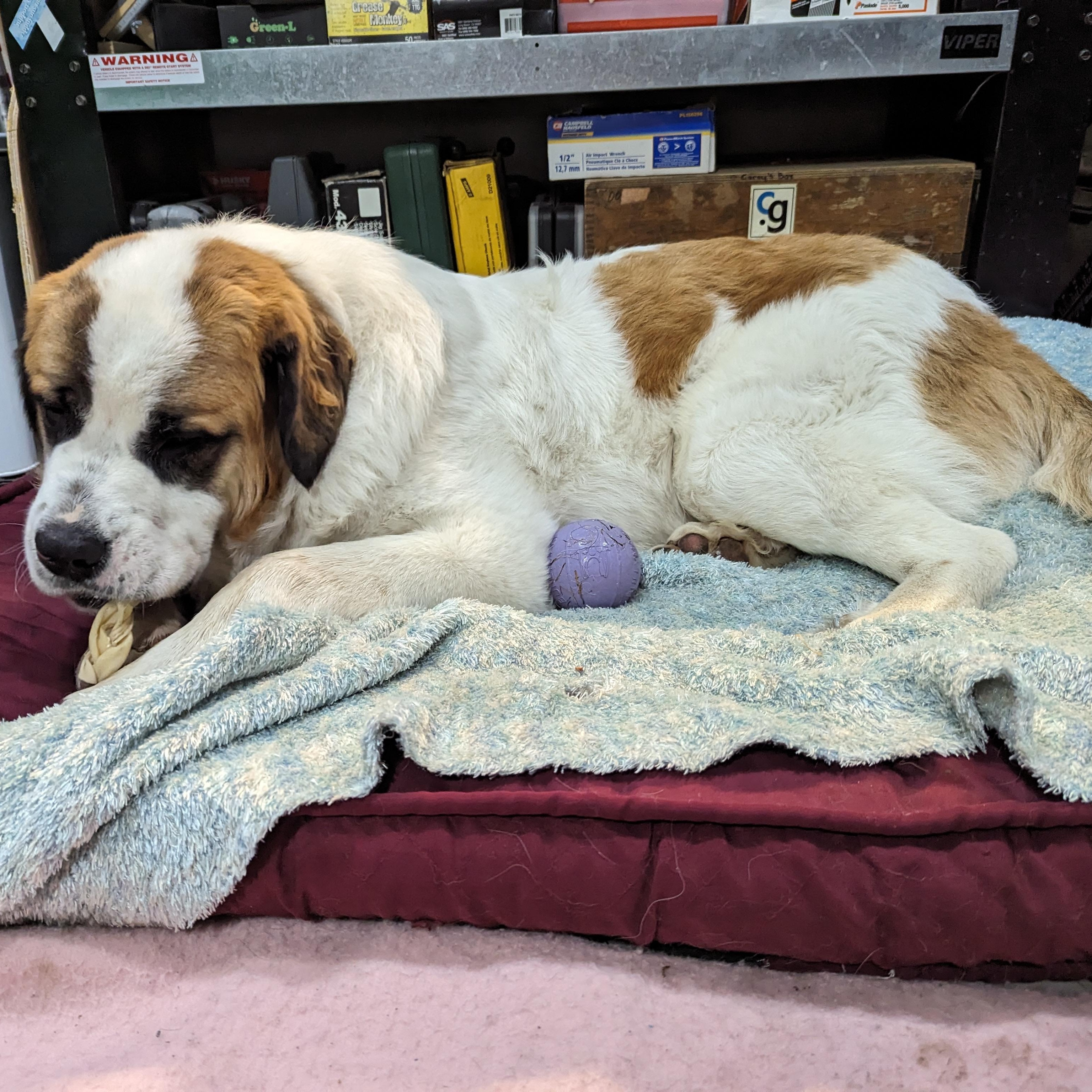 Aries, a Adoptable mixed breed in Edmonton, AB image 6/6