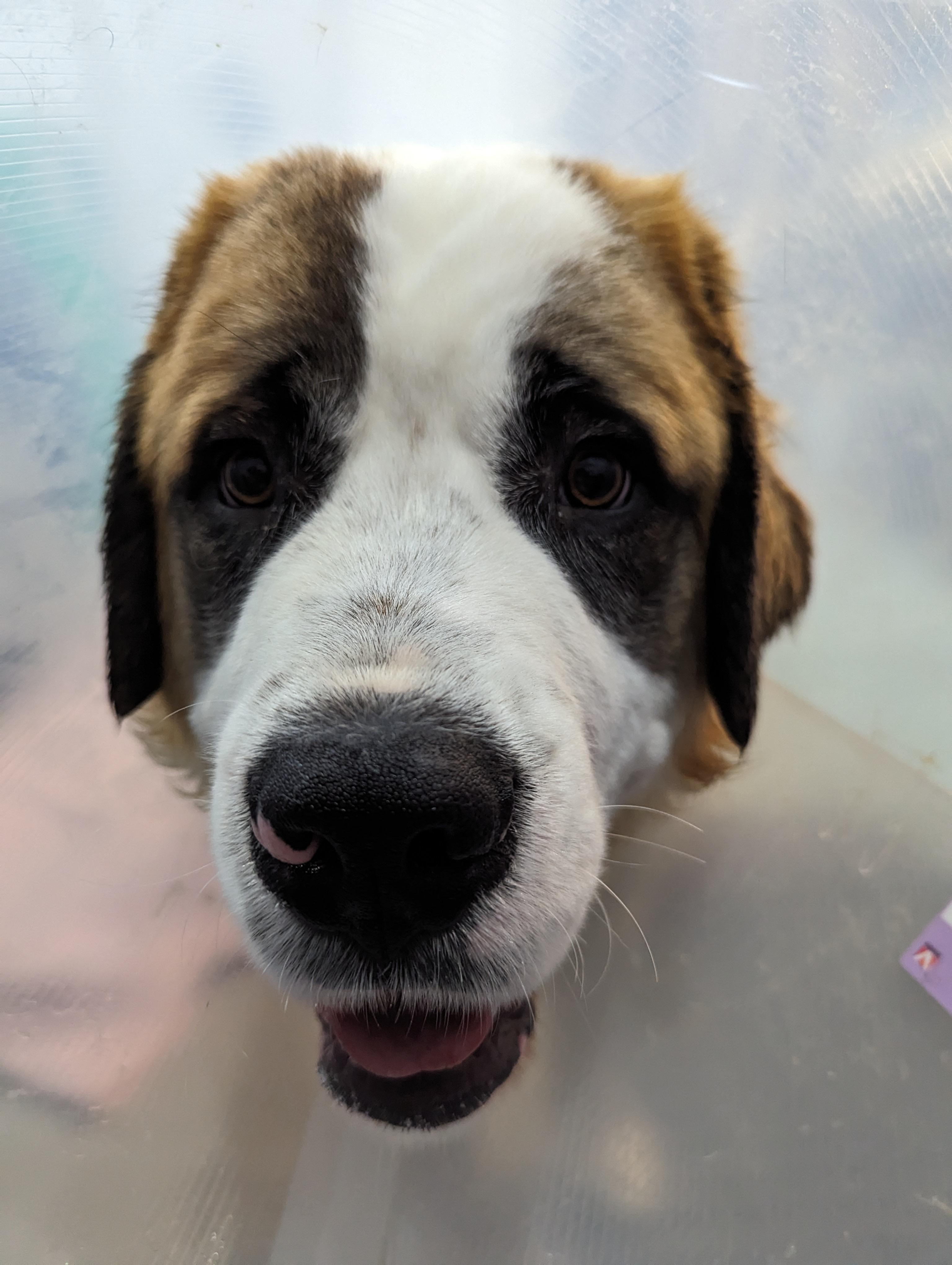 Aries, an adoptable Saint Bernard in Edmonton, AB, T5Y 3N6 | Photo Image 3