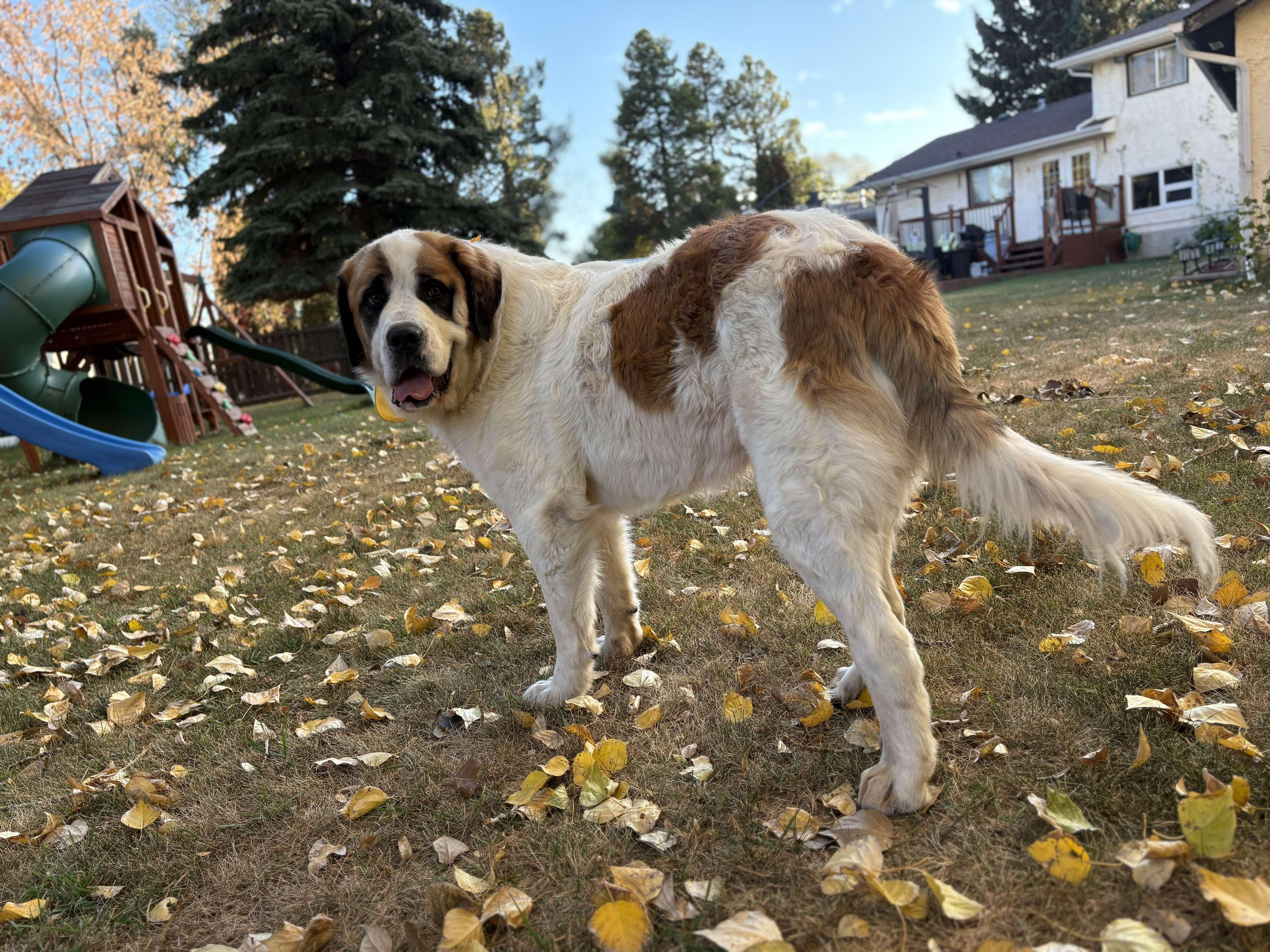 Aries, a Adoptable mixed breed in Edmonton, AB image 5/6