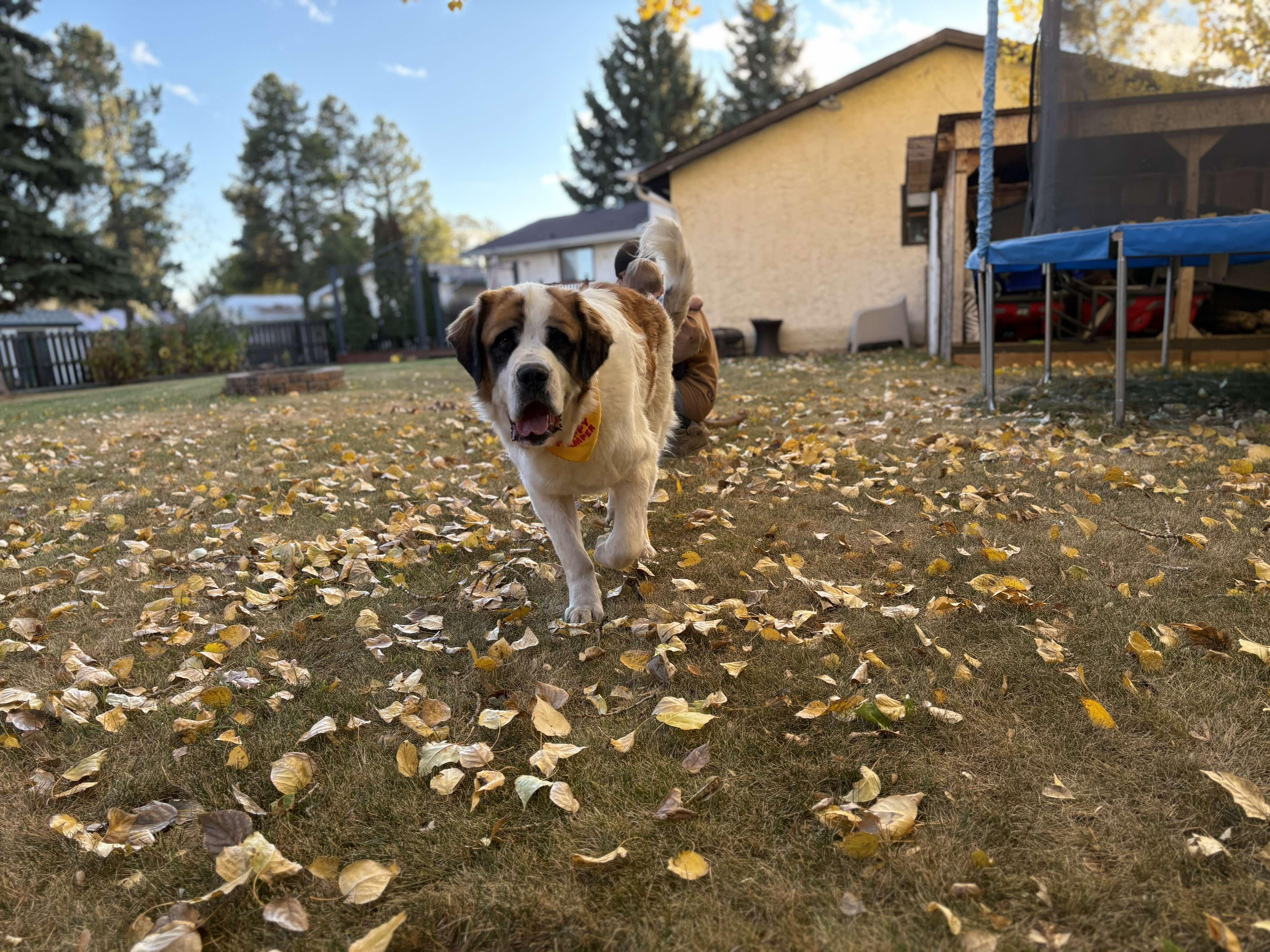 Aries, a Adoptable mixed breed in Edmonton, AB image 3/6