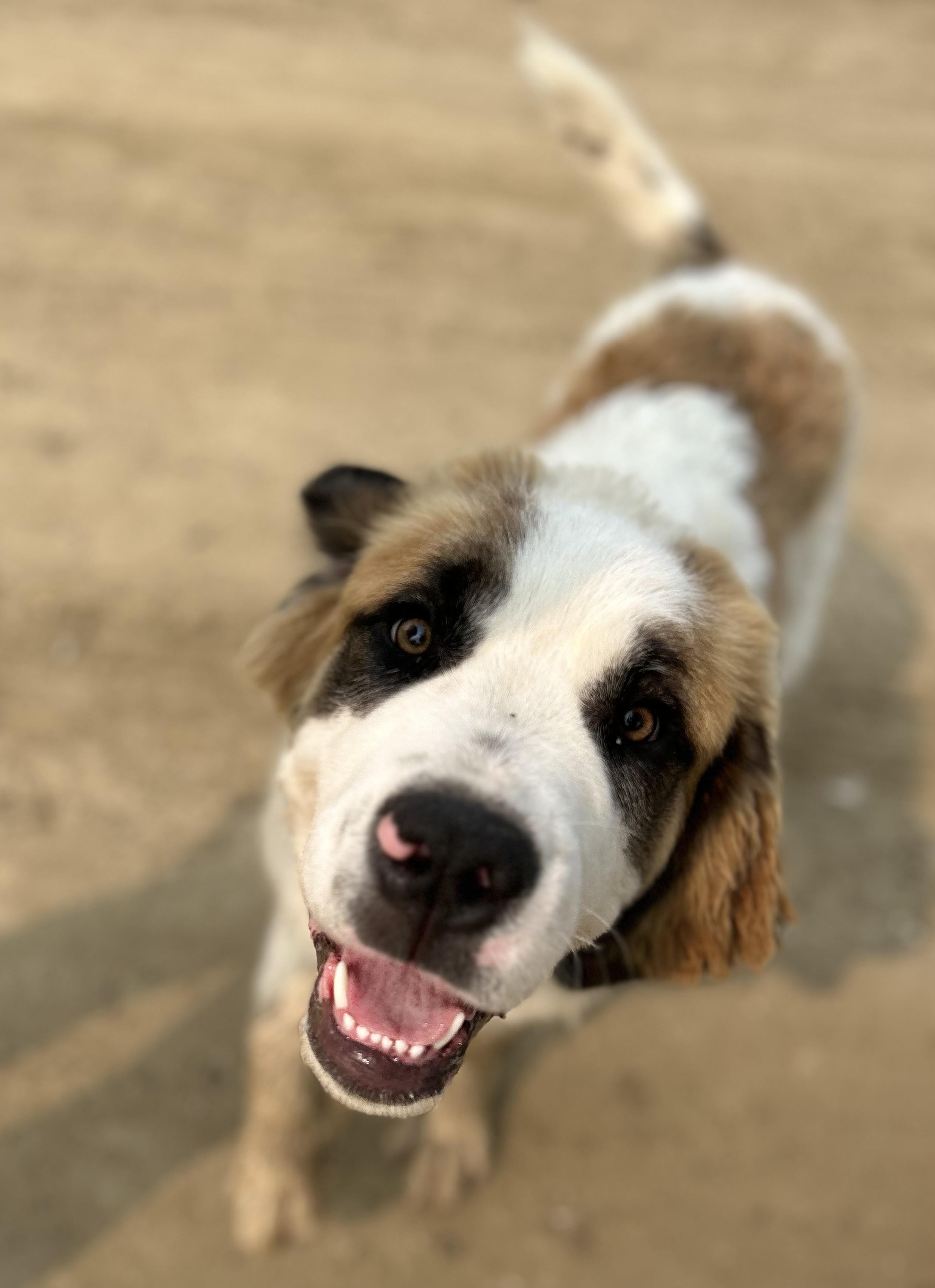 Aries, an adoptable Saint Bernard in Edmonton, AB, T5Y 3N6 | Photo Image 2
