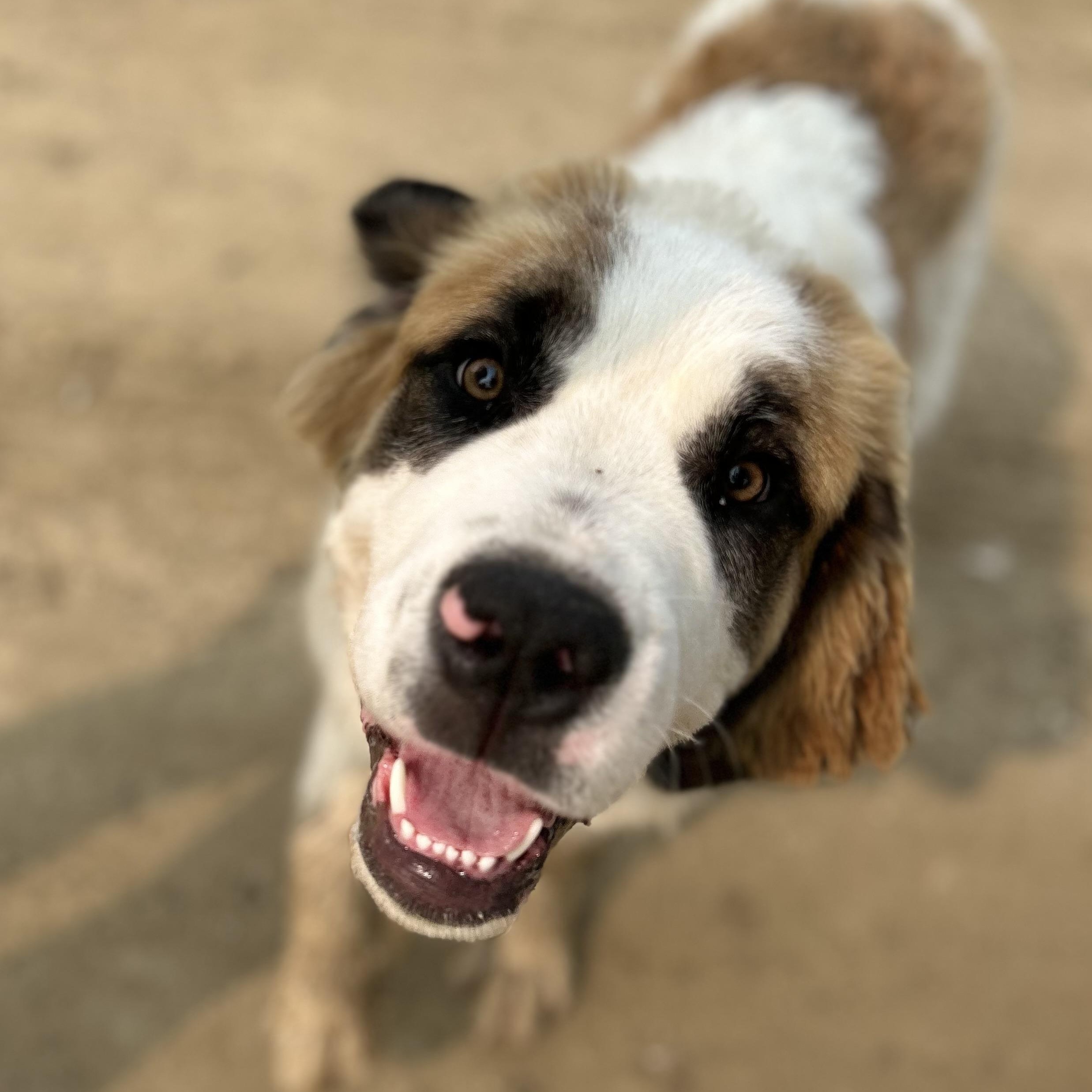 Aries, an adoptable Saint Bernard in Edmonton, AB, T5Y 3N6 | Photo Image 1