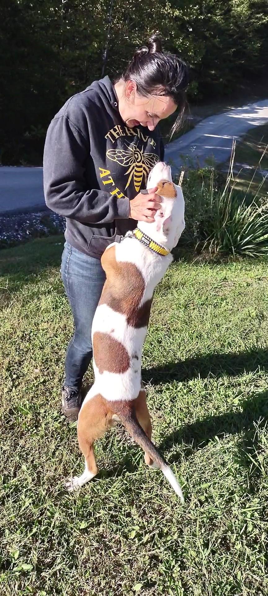 Enlarge Dalton, a Adoptable mixed breed in Clay City, KY image 2/5