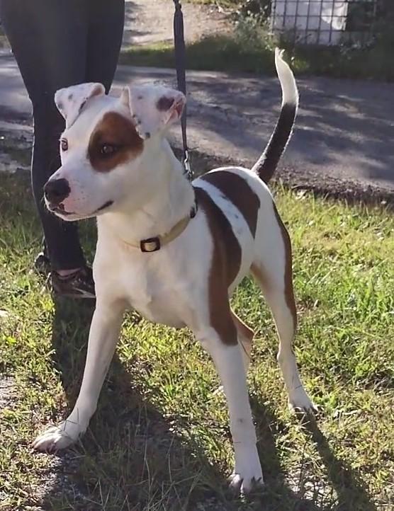 Enlarge Dalton, a Adoptable mixed breed in Clay City, KY image 3/5