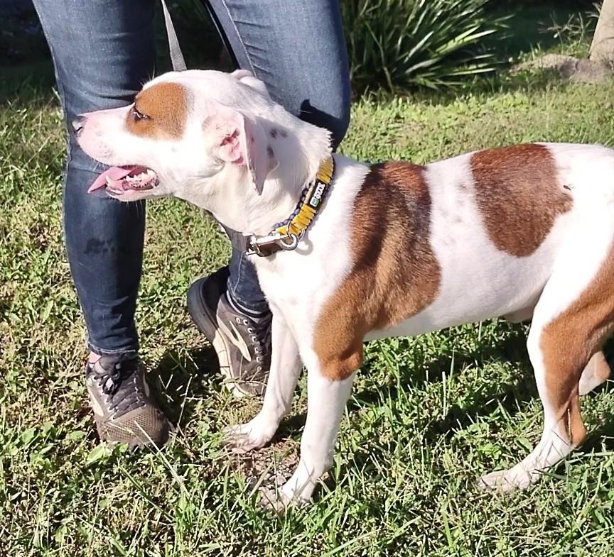 Enlarge Dalton, a Adoptable mixed breed in Clay City, KY image 5/5