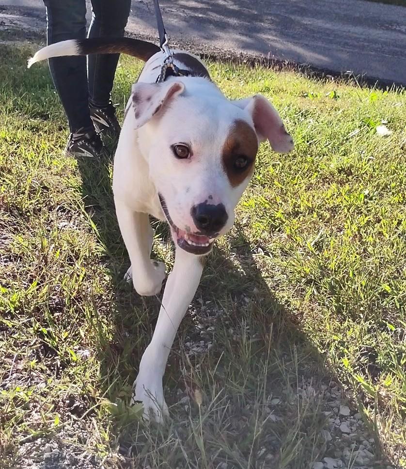 Enlarge Dalton, a Adoptable mixed breed in Clay City, KY image 4/5