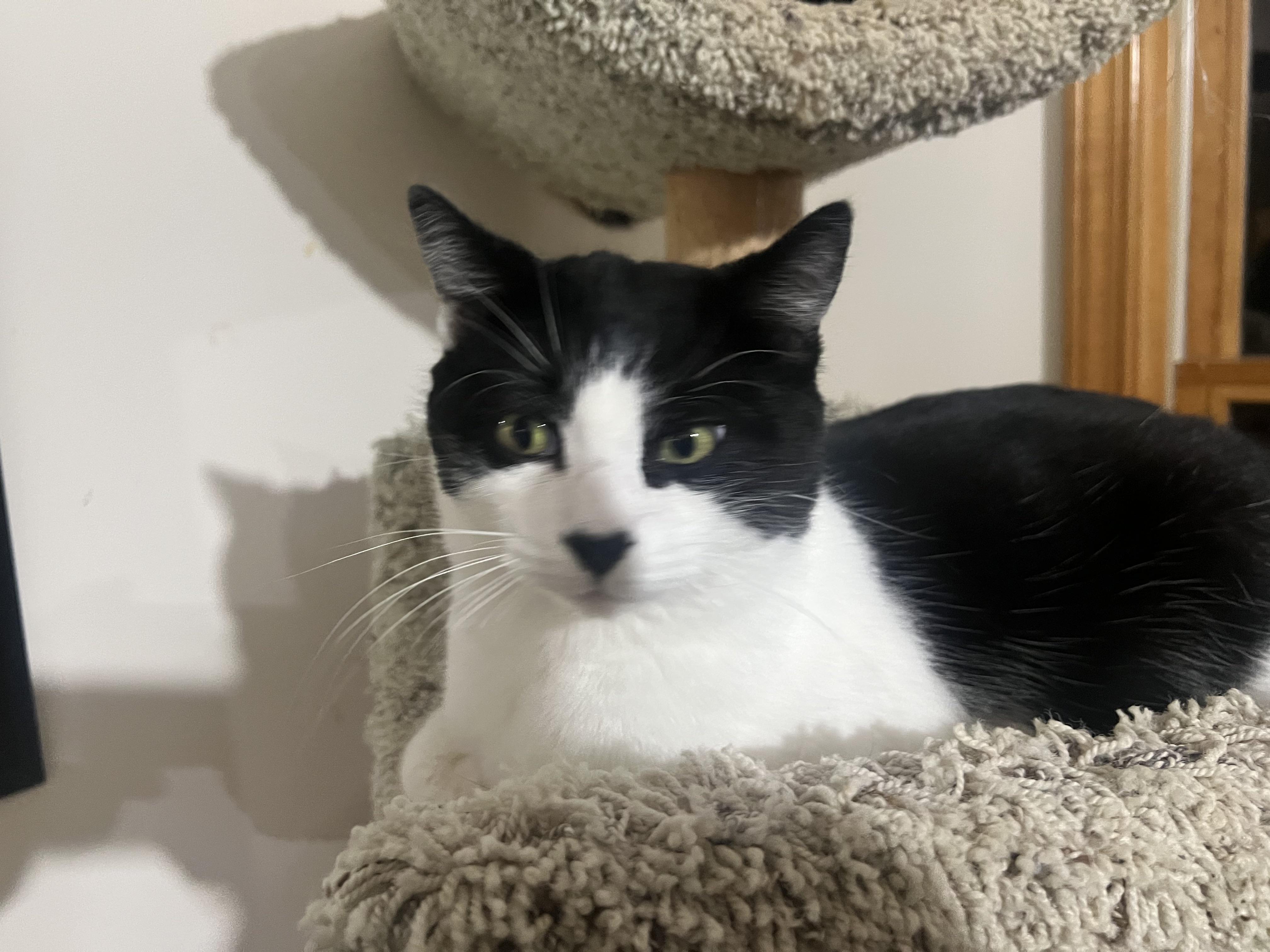 Enlarge Drea, Caitlin & Richard (hoping for a miracle), a ADOPTABLE mixed breed in New Milford, CT image 3/6