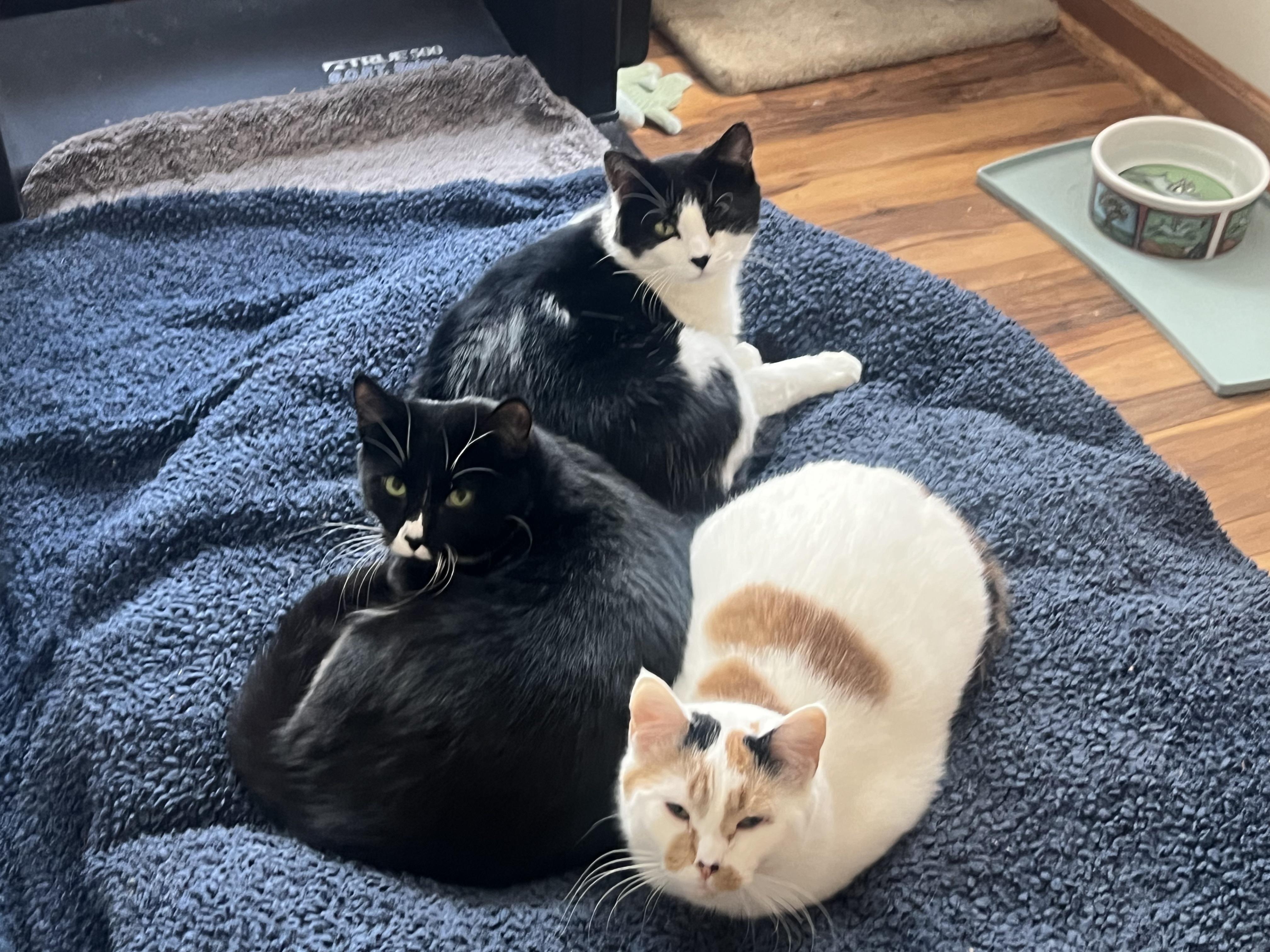 Enlarge Drea, Caitlin & Richard (hoping for a miracle), a ADOPTABLE mixed breed in New Milford, CT image 2/6