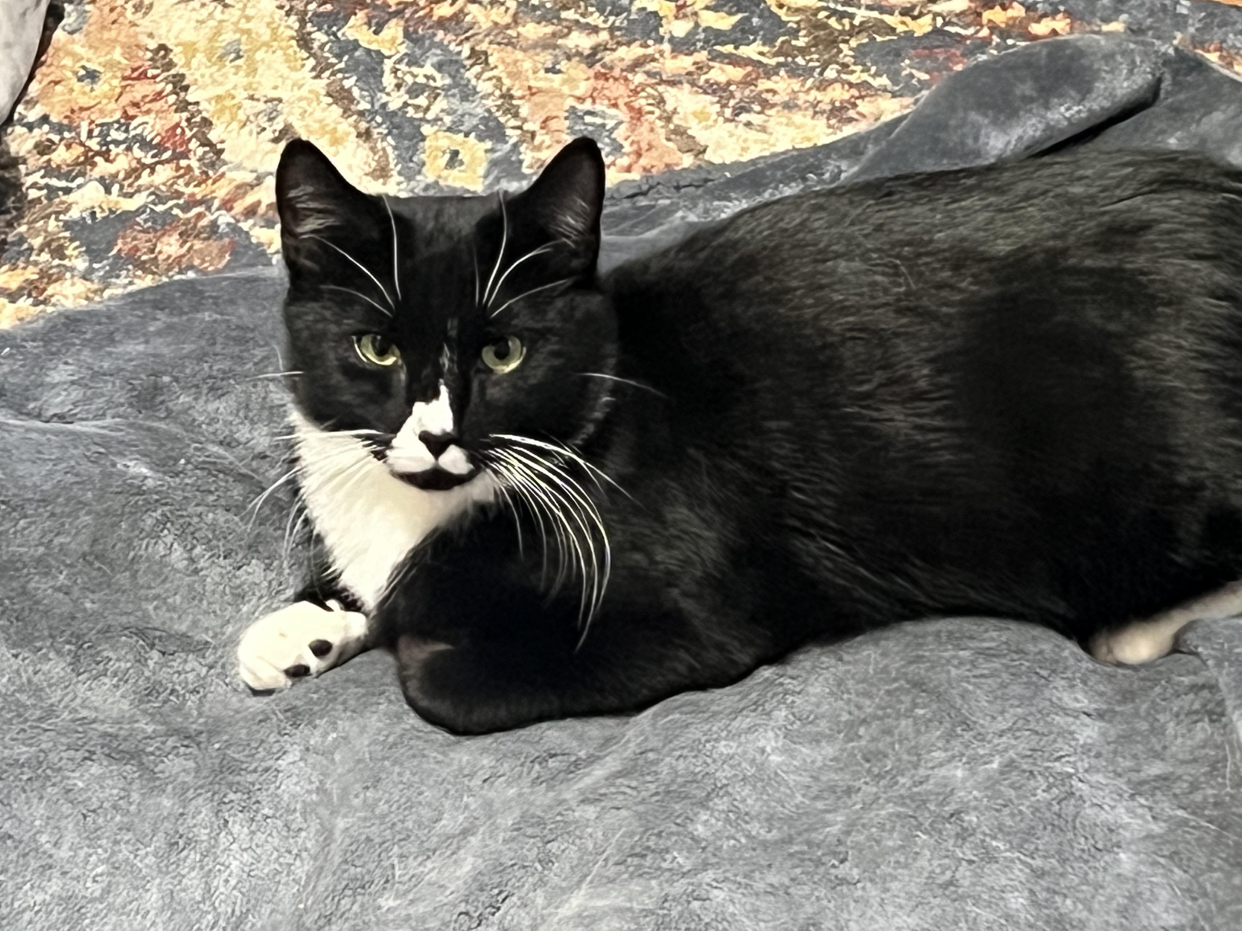 Enlarge Drea, Caitlin & Richard (hoping for a miracle), a ADOPTABLE mixed breed in New Milford, CT image 5/6