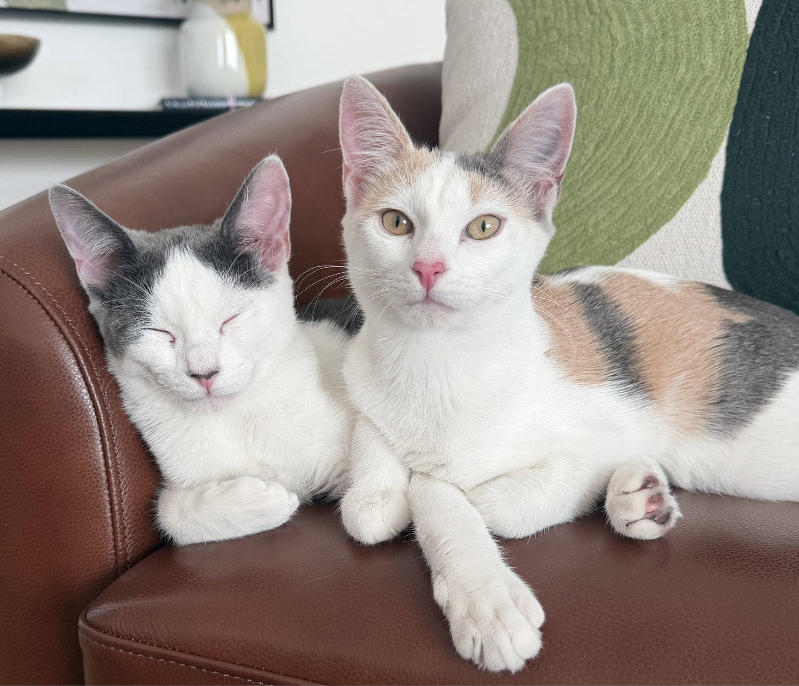 Peninsula: Carlos, Adoptable, Kitten Male Turkish Van.