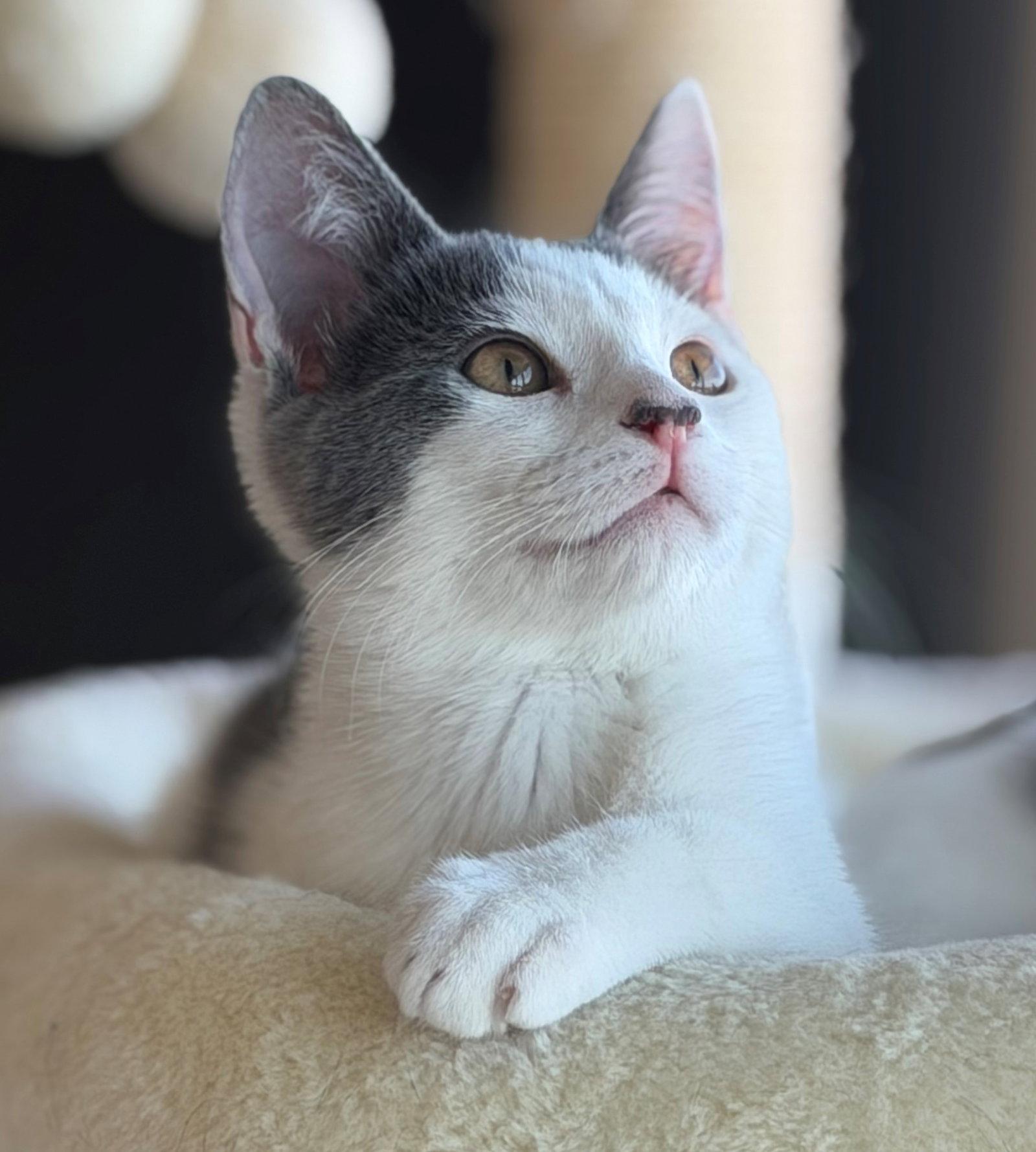 Enlarge Peninsula: Carlos, a Adoptable Turkish Van in Palo Alto, CA image 2/3