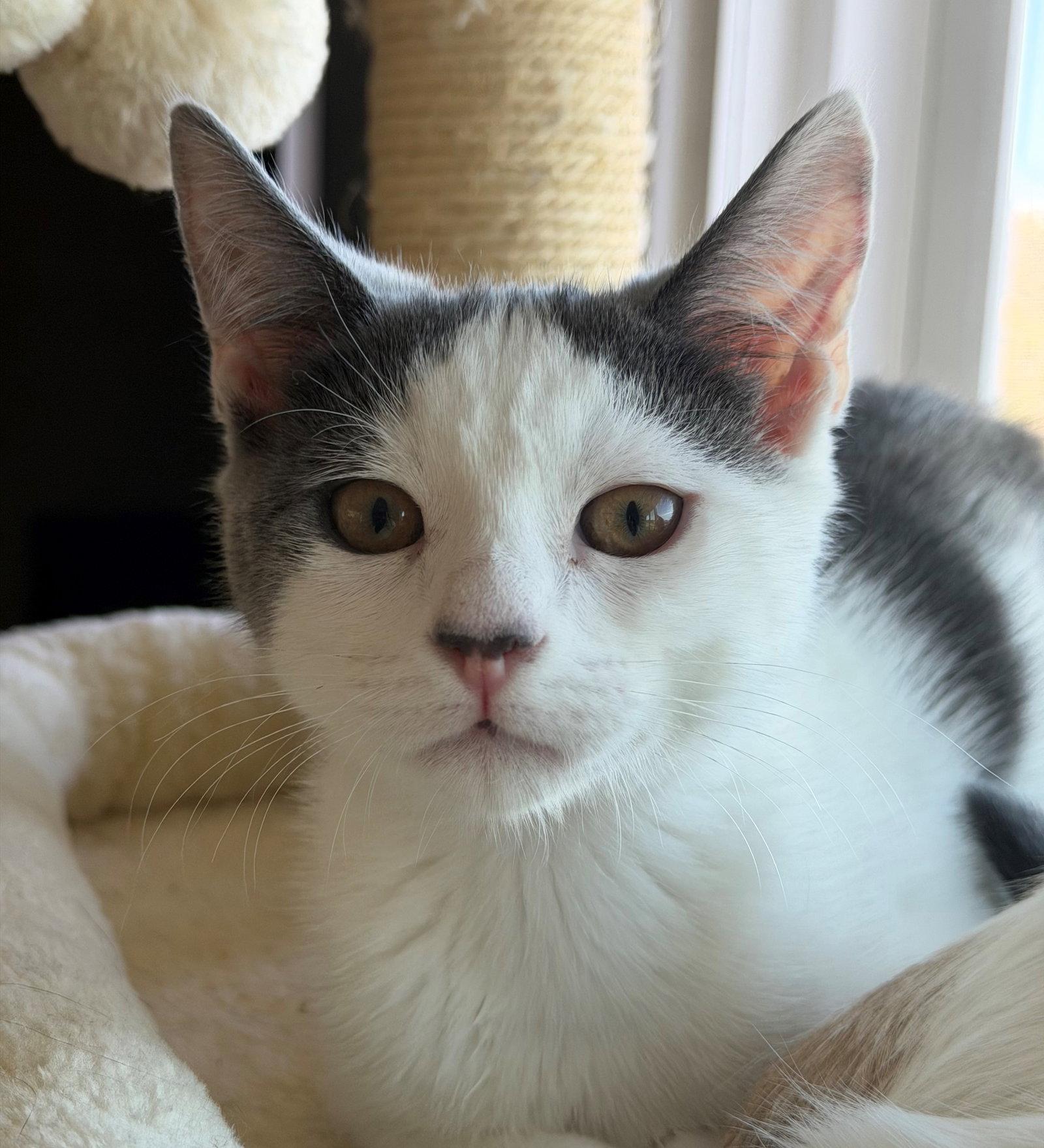 Enlarge Peninsula: Carlos, a Adoptable Turkish Van in Palo Alto, CA image 3/3
